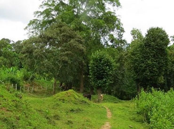 Chiduva track areca plantation