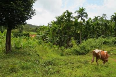 The project will investigate whether people are exposed to KFD when they graze their cattle in the forest The project will investigate whether people are exposed to KFD when they graze their cattle in the forest