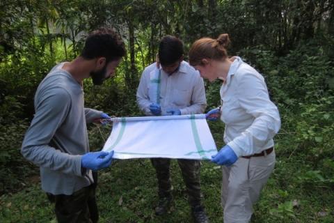Fieldwork pilot - researchers inspecting the drag fabric for ticks Fieldwork pilot - researchers inspecting the drag fabric for ticks