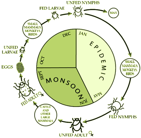 Transmission cycle and seasonal risk period for KFD Transmission cycle and seasonal risk period for KFD