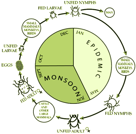 Transmission cycle and seasonal risk period for KFD