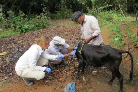 Fieldwork pilot - researchers inspecting a cow for feeding ticks