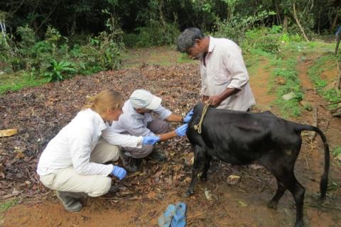 Fieldwork pilot - researchers inspecting a cow for feeding ticks Fieldwork pilot - researchers inspecting a cow for feeding ticks