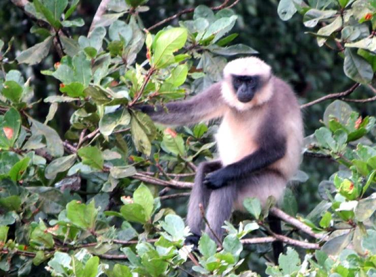 The grey langur, Presbytis entellus, is hypothesised to play a key role as hosts in KFD transmission - photo by Sarah Burthe