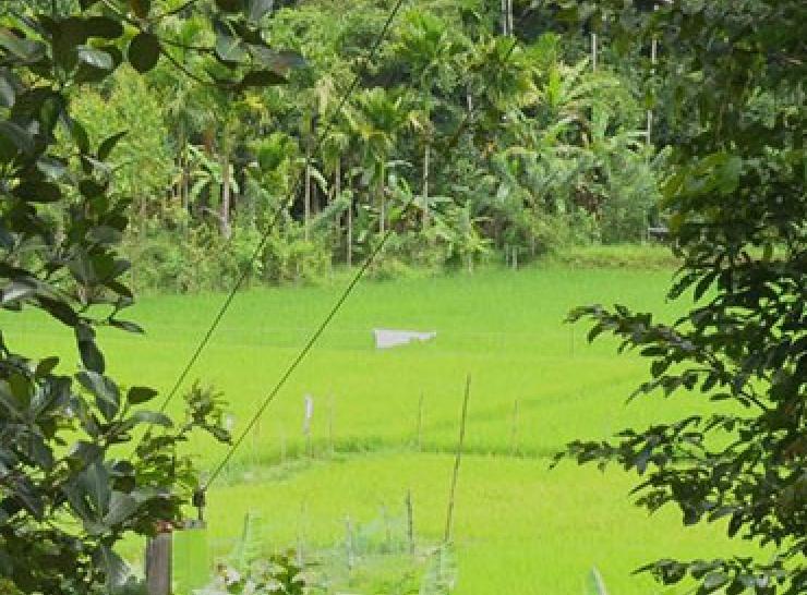 Kodige rice field and forest - photo by Sarah Burthe